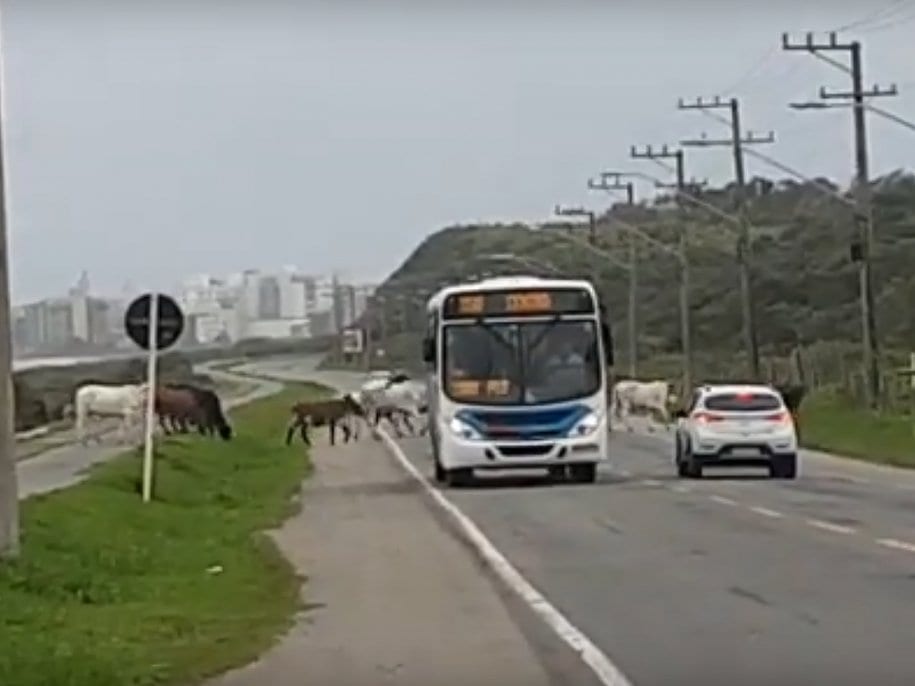 Animais na pista assustam motoristas em Guarapari no ES