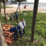 itapemirim-busca-solucoes-para-infestacao-de-caramujos-africanos-3
