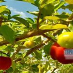 Kennedy – Prefeitura de Presidente Kennedy/ES distribui mudas frutíferas do